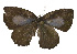  ( - USNM ENT 00705021)  @12 [ ] Unspecified (default): All Rights Reserved  Unspecified Unspecified