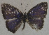  (Philiris albihumerata - USNM ENT 00705023)  @13 [ ] Unspecified (default): All Rights Reserved  Unspecified Unspecified