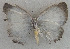  (Philiris refusa - USNM ENT 00705028)  @13 [ ] Unspecified (default): All Rights Reserved  Unspecified Unspecified
