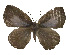  ( - USNM ENT 00705034)  @13 [ ] Unspecified (default): All Rights Reserved  Unspecified Unspecified