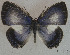  (Hypochlorosis - USNM ENT 00705045)  @14 [ ] Unspecified (default): All Rights Reserved  Unspecified Unspecified