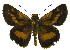  ( - USNM ENT 00705049)  @14 [ ] Unspecified (default): All Rights Reserved  Unspecified Unspecified