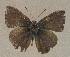  ( - USNM ENT 00705058)  @14 [ ] Unspecified (default): All Rights Reserved  Unspecified Unspecified