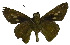  ( - USNM ENT 00705061)  @12 [ ] Unspecified (default): All Rights Reserved  Unspecified Unspecified
