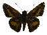  ( - USNM ENT 00705064)  @13 [ ] Unspecified (default): All Rights Reserved  Unspecified Unspecified