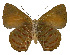  ( - USNM ENT 00705070)  @13 [ ] Unspecified (default): All Rights Reserved  Unspecified Unspecified
