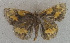  (Ocybadistes AAM3536 - USNM ENT 00705076)  @13 [ ] Unspecified (default): All Rights Reserved  Unspecified Unspecified