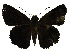  (Mimene lysima - USNM ENT 00705092)  @12 [ ] Unspecified (default): All Rights Reserved  Unspecified Unspecified
