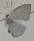  ( - USNM ENT 00705099)  @12 [ ] Unspecified (default): All Rights Reserved  Unspecified Unspecified