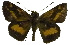  ( - USNM ENT 00705111)  @13 [ ] Unspecified (default): All Rights Reserved  Unspecified Unspecified