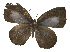  ( - USNM ENT 00705118)  @13 [ ] Unspecified (default): All Rights Reserved  Unspecified Unspecified