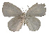  ( - USNM ENT 00705118)  @13 [ ] Unspecified (default): All Rights Reserved  Unspecified Unspecified