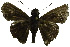  (Caltoris philippina - USNM ENT 00705119)  @12 [ ] Unspecified (default): All Rights Reserved  Unspecified Unspecified