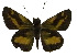  ( - USNM ENT 00705122)  @13 [ ] Unspecified (default): All Rights Reserved  Unspecified Unspecified