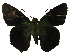  ( - USNM ENT 00705124)  @12 [ ] Unspecified (default): All Rights Reserved  Unspecified Unspecified