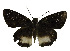  (Tagiades nestus - USNM ENT 00705125)  @13 [ ] Unspecified (default): All Rights Reserved  Unspecified Unspecified