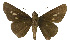  (Borbo impar - USNM ENT 00705130)  @12 [ ] Unspecified (default): All Rights Reserved  Unspecified Unspecified