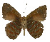  ( - USNM ENT 00705131)  @13 [ ] Unspecified (default): All Rights Reserved  Unspecified Unspecified