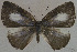  (Philiris tapini - USNM ENT 00705156)  @14 [ ] Unspecified (default): All Rights Reserved  Unspecified Unspecified