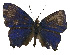  ( - USNM ENT 00705165)  @13 [ ] Unspecified (default): All Rights Reserved  Unspecified Unspecified