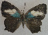 ( - USNM ENT 00705176)  @14 [ ] Unspecified (default): All Rights Reserved  Unspecified Unspecified