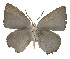  ( - USNM ENT 00705180)  @13 [ ] Unspecified (default): All Rights Reserved  Unspecified Unspecified