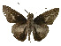  ( - USNM ENT 00705188)  @13 [ ] Unspecified (default): All Rights Reserved  Unspecified Unspecified