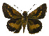  ( - USNM ENT 00705215)  @12 [ ] Unspecified (default): All Rights Reserved  Unspecified Unspecified