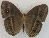  (Mydosama durga - USNM ENT 00705235)  @14 [ ] Unspecified (default): All Rights Reserved  Unspecified Unspecified