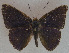  (Hypochrysops felderi - USNM ENT 00705239)  @14 [ ] Unspecified (default): All Rights Reserved  Unspecified Unspecified