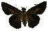  (Mimene celiaba - USNM ENT 00705242)  @12 [ ] Unspecified (default): All Rights Reserved  Unspecified Unspecified