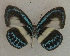  ( - USNM ENT 00711030)  @13 [ ] Unspecified (default): All Rights Reserved  Unspecified Unspecified