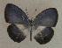  ( - USNM ENT 00711036)  @14 [ ] Unspecified (default): All Rights Reserved  Unspecified Unspecified