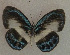  ( - USNM ENT 00711036)  @13 [ ] Unspecified (default): All Rights Reserved  Unspecified Unspecified