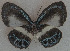  ( - USNM ENT 00711056)  @13 [ ] Unspecified (default): All Rights Reserved  Unspecified Unspecified