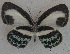  ( - USNM ENT 00711059)  @13 [ ] Unspecified (default): All Rights Reserved  Unspecified Unspecified