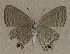  ( - USNM ENT 00711075)  @13 [ ] Unspecified (default): All Rights Reserved  Unspecified Unspecified