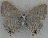  ( - USNM ENT 00711077)  @13 [ ] Unspecified (default): All Rights Reserved  Unspecified Unspecified