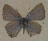  ( - USNM ENT 00711078)  @13 [ ] Unspecified (default): All Rights Reserved  Unspecified Unspecified