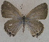  ( - USNM ENT 00711123)  @12 [ ] Unspecified (default): All Rights Reserved  Unspecified Unspecified