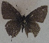  ( - USNM ENT 00711127)  @13 [ ] Unspecified (default): All Rights Reserved  Unspecified Unspecified
