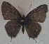  ( - USNM ENT 00711132)  @13 [ ] Unspecified (default): All Rights Reserved  Unspecified Unspecified