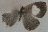  ( - USNM ENT 00711135)  @12 [ ] Unspecified (default): All Rights Reserved  Unspecified Unspecified