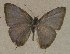  ( - USNM ENT 00711142)  @13 [ ] Unspecified (default): All Rights Reserved  Unspecified Unspecified