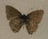  ( - USNM ENT 00711142)  @13 [ ] Unspecified (default): All Rights Reserved  Unspecified Unspecified