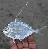  ( - Aur-lon-2)  @11 [ ] Copyright (c) (2018) Mohammad Eusuf Hasan Institute of Marine Sciences, University of Chittagong