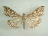  (Loxostege clathralis - KLM Lep 01186)  @14 [ ] CreativeCommons - Attribution Non-Commercial Share-Alike (2013) Peter Huemer Tiroler Landesmuseum Ferdinandeum