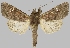  (Eriopyga ditissima - BC-JB0752)  @11 [ ] CC0 (2025) Jérôme Barbut Museum national d'Histoire naturelle, Paris