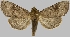  (Eriopyga moesta - BC-JB0754)  @11 [ ] CC0 (2025) Jérôme Barbut Museum national d'Histoire naturelle, Paris