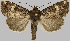  (Eriopyga phaeostigma - BC-JB0755)  @11 [ ] CC0 (2025) Jérôme Barbut Museum national d'Histoire naturelle, Paris